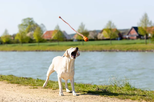 Een Schattige Witte Labrador Spelen Naast Een Kanaal Een Zonnige — Stockfoto