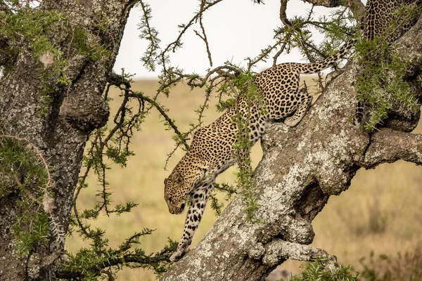 Ein Schöner Leopard Auf Einem Baum Der Safari Serengeti Nationalpark — Stockfoto