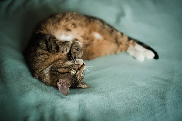 Кошка Полосками Зелеными Глазами Лежащая Спине Смотрящая Сторону — стоковое фото