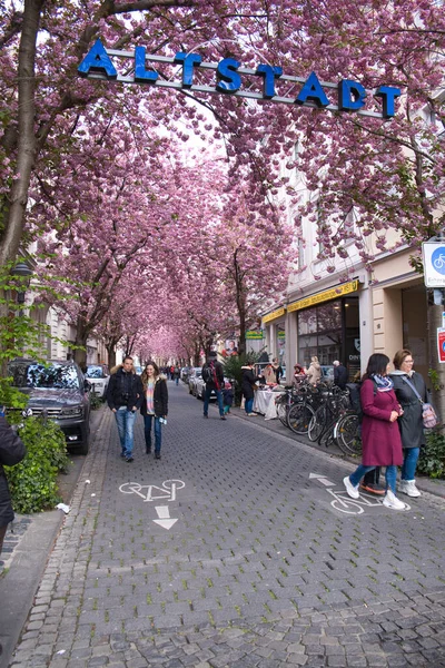 Berühmte Blühende Kirschbäume Der Altstadt Bonn — Stockfoto