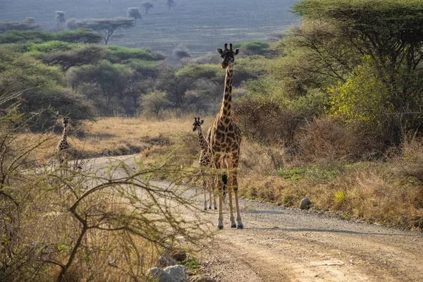 Giraffe Road Serengeti National Park Tanzania East Africa — Stock Photo, Image