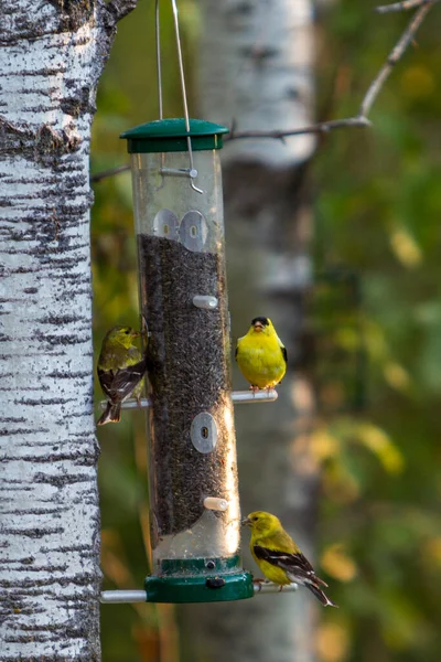 Colpo Verticale Uccellino Giallo American Siskin Una Mangiatoia Uccelli Nel — Foto Stock