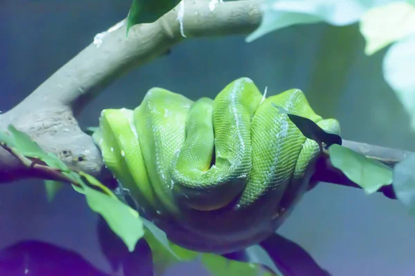 Green Tree Python Zoo Blurred Background — Stock Photo, Image