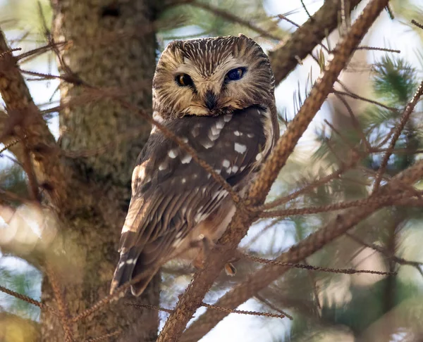 Ağaçtaki Baykuş Kameraya Bakıyor — Stok fotoğraf