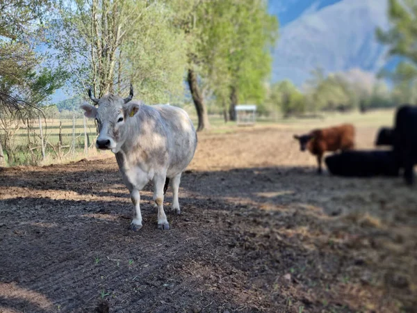 Tiro Perto Uma Vaca Uma Fazenda Sobre Fundo Árvores Montanhas — Fotografia de Stock