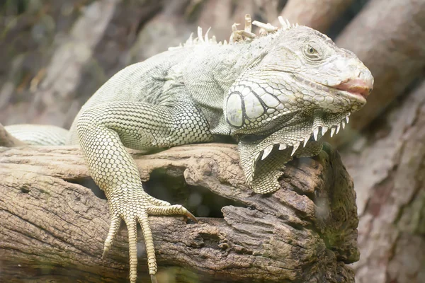 Una Iguana Marina Verde Zoológico Sobre Fondo Borroso — Foto de Stock