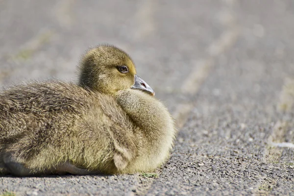 Een Close Shot Van Een Jong Kuiken Liggend Grond — Stockfoto