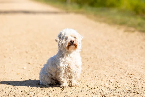 Lindo Perro Coton Tulear Sentado Suelo —  Fotos de Stock