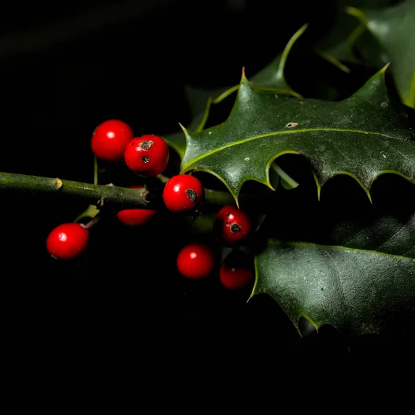 Closeup Common Holly Ilex Aquifolium Berries Black Background — Stock Photo, Image