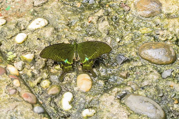Närbild Bild Vacker Grön Fjäril Den Våta Bakgrunden — Stockfoto