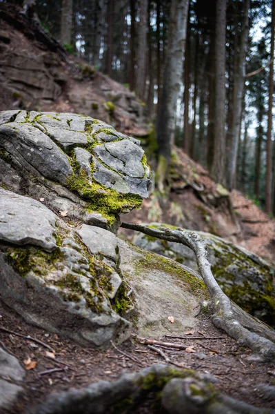 森林悬崖峭壁上有苔藓的老树根的垂直视图 — 图库照片
