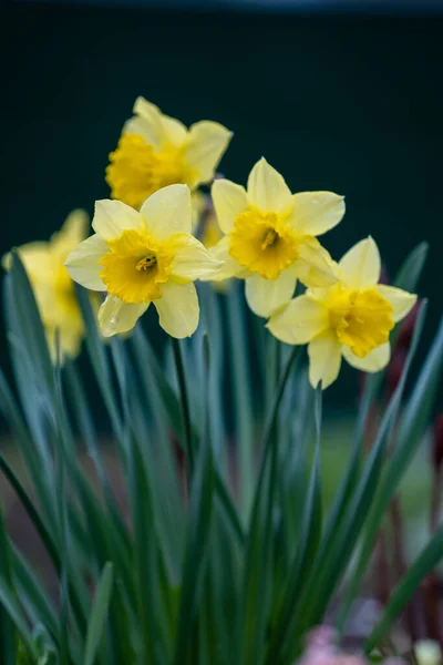 Крупный План Красивых Желтых Цветов Нарцисса Саду — стоковое фото