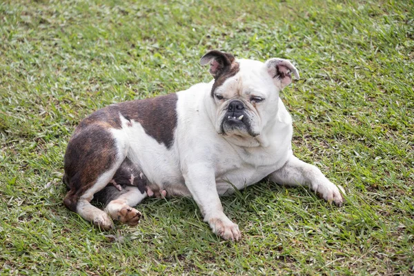 Egy Közeli Kép Egy Aranyos Fekete Fehér Francia Bulldog Szabadban — Stock Fotó