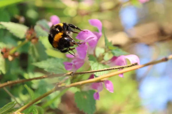 Ένα Κοντινό Πλάνο Μιας Μέλισσας Που Επικονιάζεται Στο Ανθισμένο Μωβ — Φωτογραφία Αρχείου