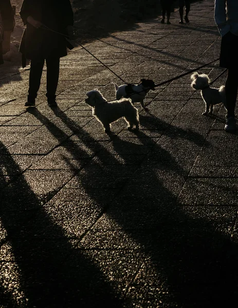 人们晚上在街上牵着狗的灰蒙蒙的镜头 — 图库照片