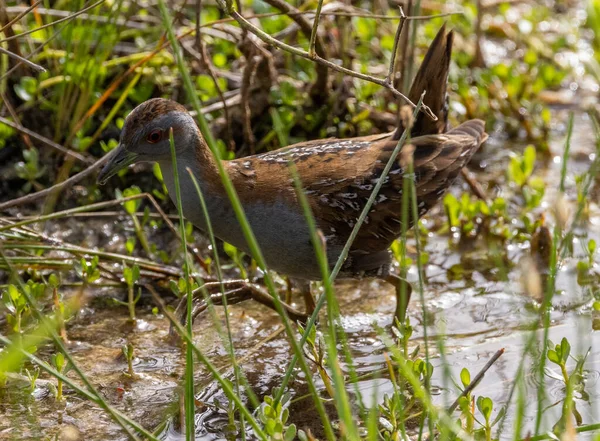 Gros Plan Oiseau Pogonysh Marchant Sur Boue Parmi Les Plantes — Photo