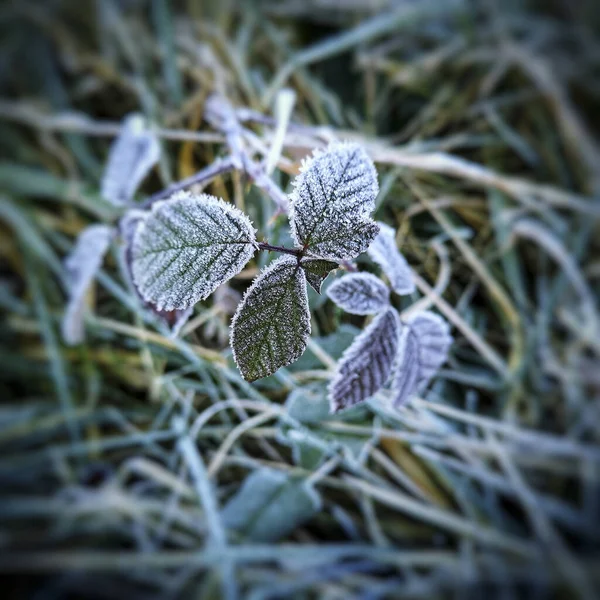 Närbild Bild Växtblad Med Frost — Stockfoto