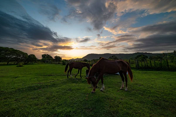Een Close Shot Van Paarden Grazen Het Veld Bij Zonsondergang — Stockfoto