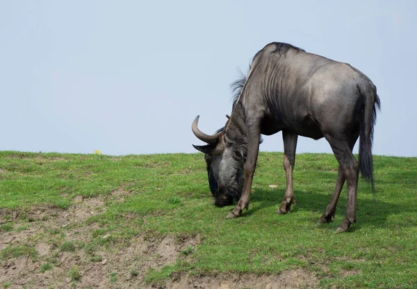 Gnu Preto Pastando Grama Campo Fundo Céu Azul — Fotografia de Stock