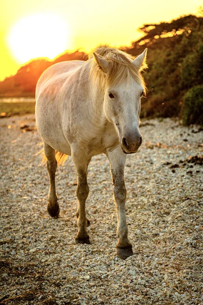 Вертикальний Знімок Білого Коня Йде Один Піщаному Пляжі Заході Сонця — стокове фото