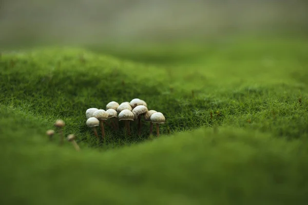 Макроснимок Крошечных Грибов Окружении Травы — стоковое фото