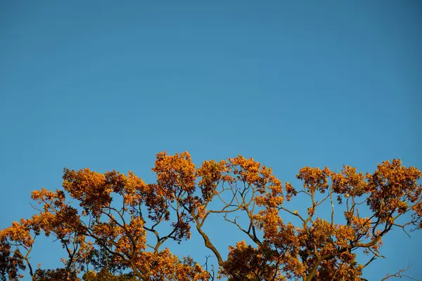 Uma Árvore Outono Contra Céu Azul Claro — Fotografia de Stock