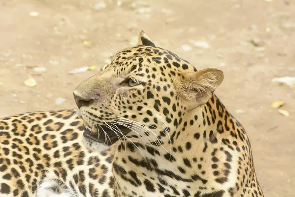 Leopardo Tendido Suelo Zoológico Sobre Fondo Borroso —  Fotos de Stock
