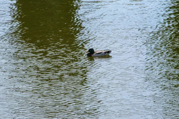 Mallard Duck Water Rogers Botanical Gardens Oklahoma Usa — Stock Photo, Image