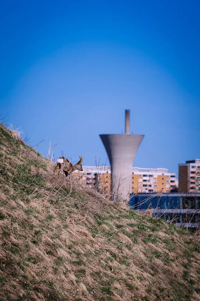 Tiro Vertical Ciervo Solitario Una Ladera Sobre Fondo Ciudad —  Fotos de Stock