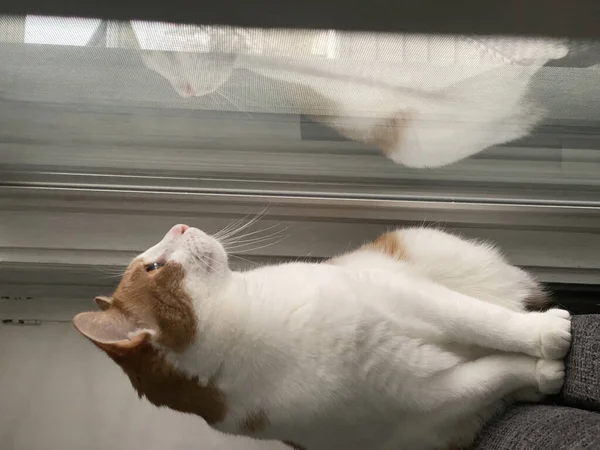 Eine Vertikale Aufnahme Einer Anatolischen Katze Die Fenster Sitzt — Stockfoto