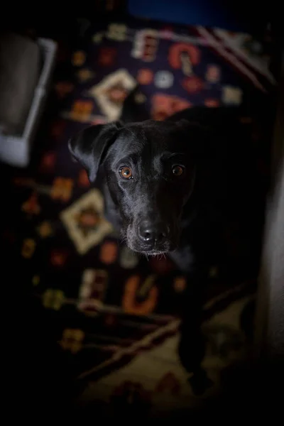 Svislý Snímek Černého Psa Hledícího Přímo Kamery — Stock fotografie