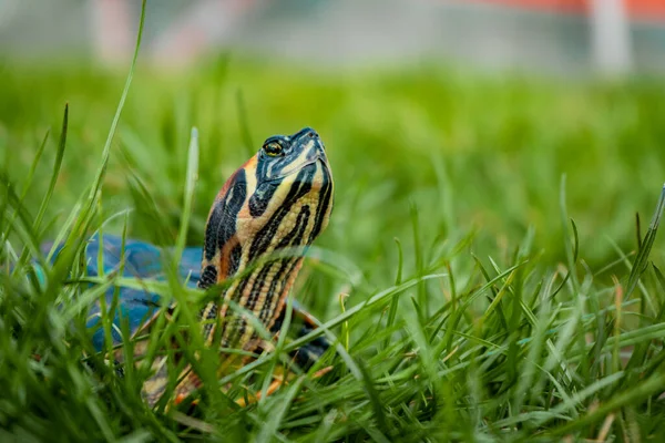 Rengarenk Bir Kaplumbağanın Çimlerin Üzerinde Yükselişinin Yakın Çekimi — Stok fotoğraf