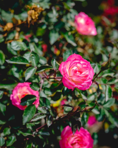 Вертикальный Снимок Красивых Розовых Роз Солнечным Светом Саду — стоковое фото