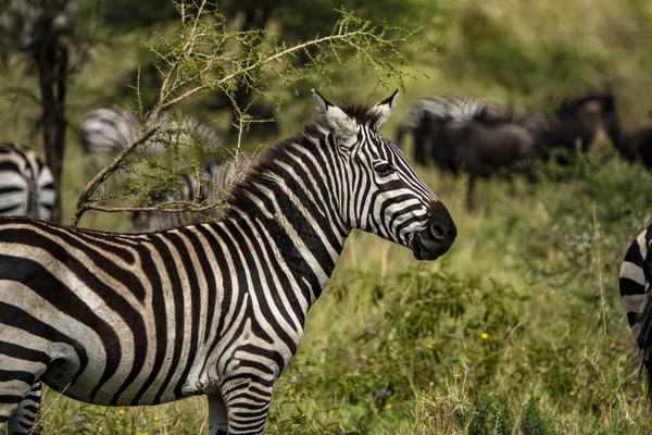 Piękna Zebra Safari Parku Narodowym Serengeti Tanzania — Zdjęcie stockowe