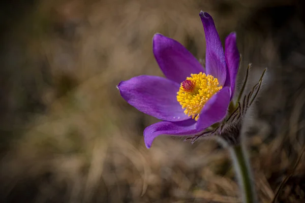 Primer Plano Una Flor Púrpura Pasqueflower Oriental — Foto de Stock