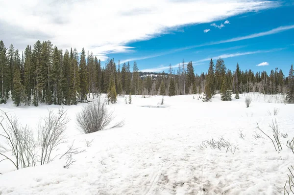 Piękny Widok Pokrytego Śniegiem Lasu Jodłami Przeciwko Zachmurzonemu Niebu — Zdjęcie stockowe