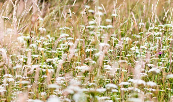 Eine Flache Fokusaufnahme Von Einem Feld Weißer Blumen — Stockfoto