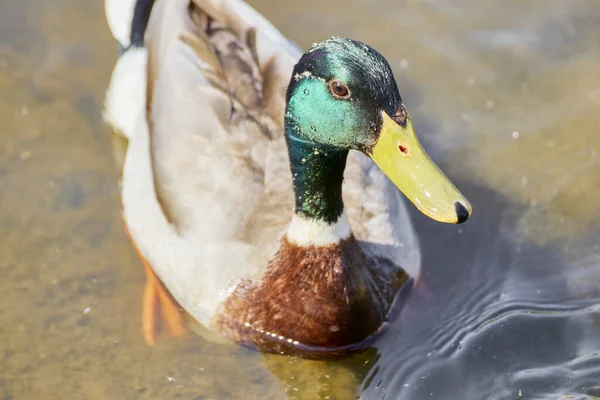 Detailní Záběr Samce Divoké Kachny Plovoucí Klidném Jezírku — Stock fotografie