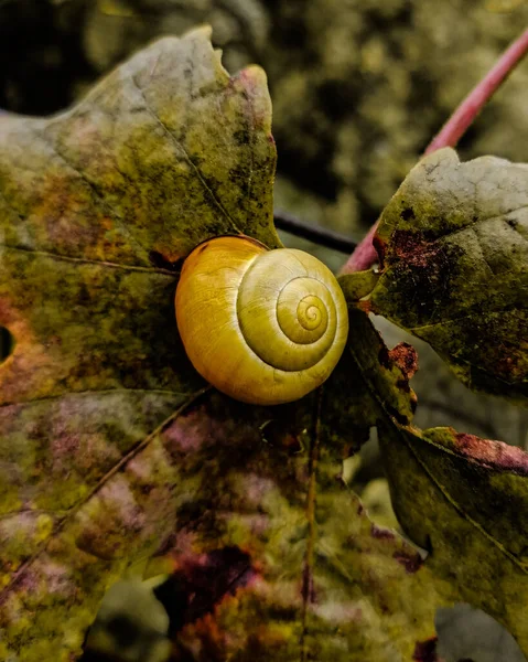 在模糊的背景上拍到一只罗马蜗牛的特写镜头 — 图库照片