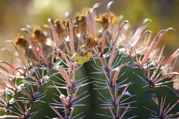 Close Arizona Barrel Cactus Crescendo Deserto Dia Ensolarado — Fotografia de Stock