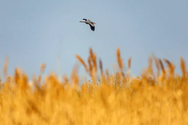 Vacker Bild Fågel Som Flyger Dalen Dobrogea Län Rumänien — Stockfoto