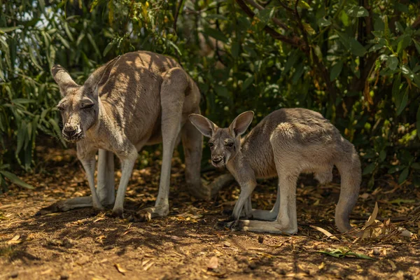 Par Pequenos Cangurus Escondidos Sombra Austrália — Fotografia de Stock