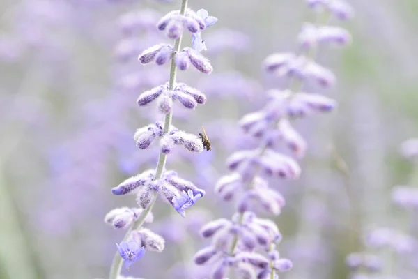 在模糊的背景下 在美丽的英国薰衣草上拍到一只苍蝇的特写镜头 — 图库照片