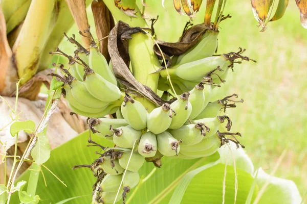 Fresh Healthy Banana Tree Daylight — Stock Photo, Image