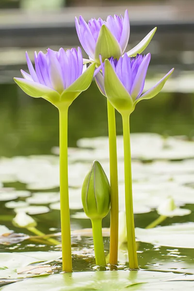 Plan Vertical Fleurs Lotus Violet Dans Étang — Photo
