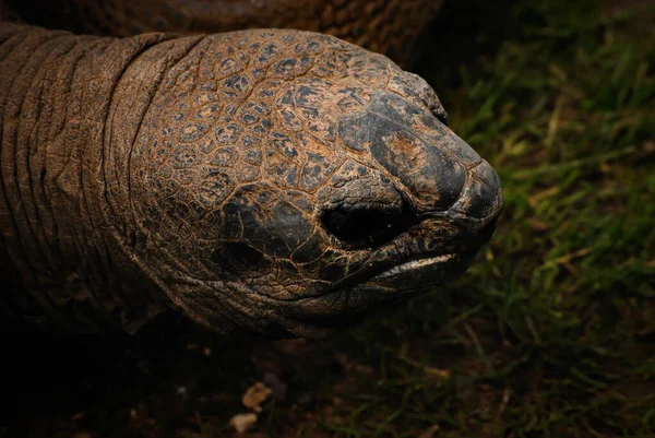 Zbliżenie Głowy Gigantycznego Żółwia Aldabra Aldabrachelys Gigantea — Zdjęcie stockowe