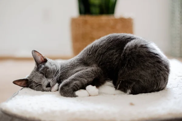 白いカーペットの上で眠っている愛らしいグレーの子猫のクローズアップ — ストック写真