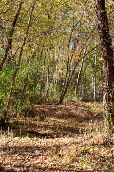 晴れた秋の日の緑豊かな森の道 — ストック写真