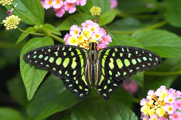 一只蝴蝶在日光下坐在花朵上的特写镜头 — 图库照片