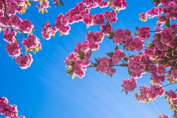 Vacker Bild Ett Träd Blomma — Stockfoto